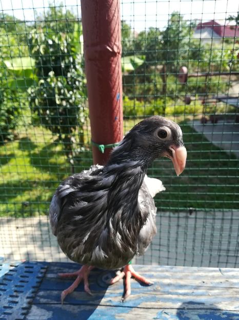  - Roleri de Odesa 2020