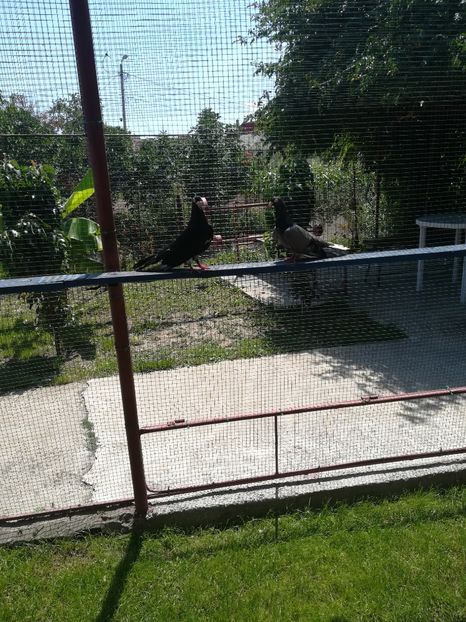  - Roleri de Odesa 2020