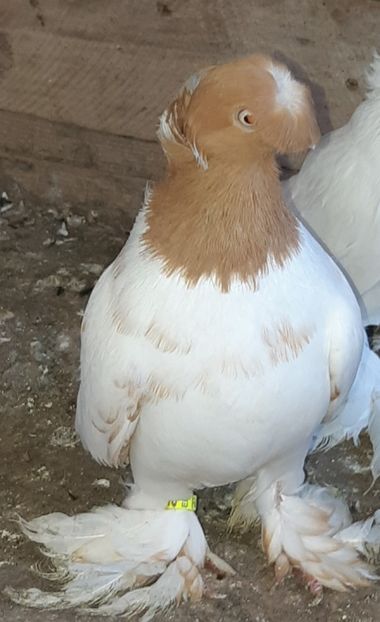  - Jucatori De Botosani Cap Galben