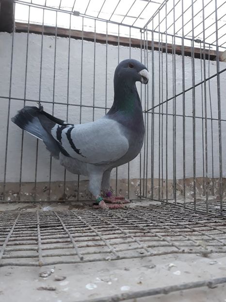 Acelas - De vanzare germani