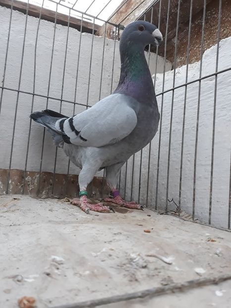 4-M2019 - De vanzare germani