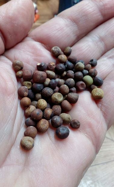  - ZZZ SEMINTE MAZARE - ROVEDA