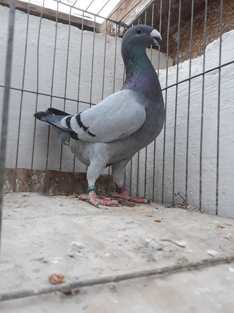 Acelas - De vanzare germani