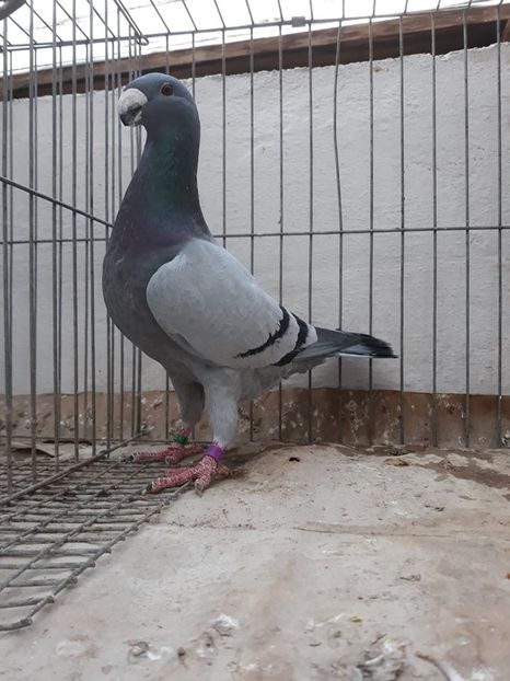 Acelas - De vanzare germani