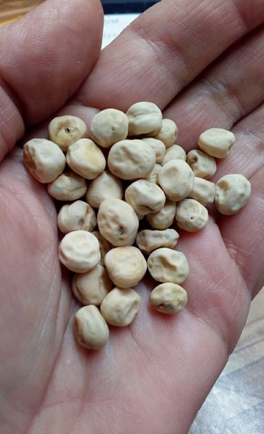  - ZZZ SEMINTE MAZARE - TELEFONO