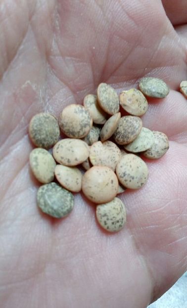  - ZZZ SEMINTE SOIA - PEPITA - ITALIA