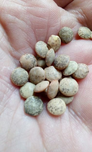  - ZZZ SEMINTE SOIA - PEPITA - ITALIA