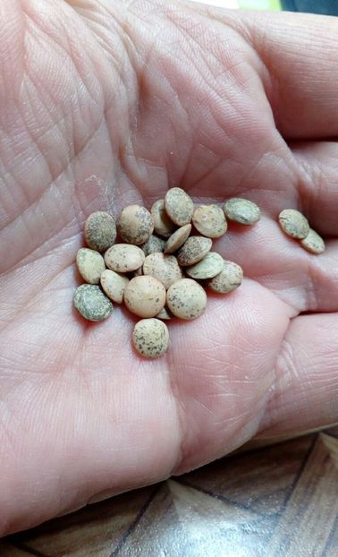  - ZZZ SEMINTE SOIA - PEPITA - ITALIA