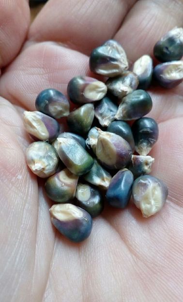  - SEMINTE PORUMB - P 37 HOPI BLUE MEXICO