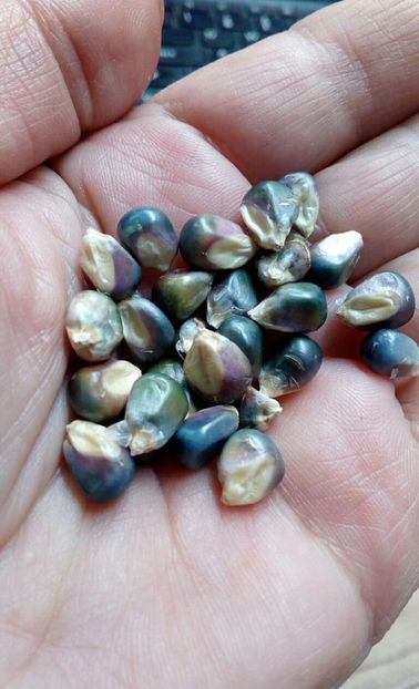  - SEMINTE PORUMB - P 37 HOPI BLUE MEXICO