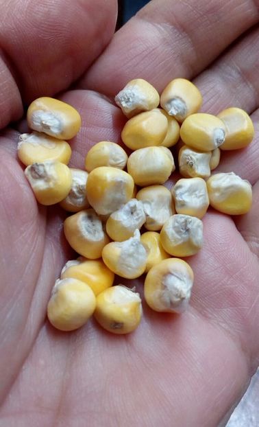  - SEMINTE PORUMB - P 35 CHIPA PARAGUAY