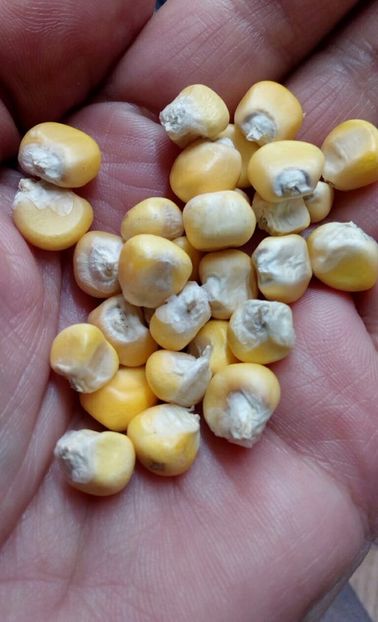  - SEMINTE PORUMB - P 35 CHIPA PARAGUAY