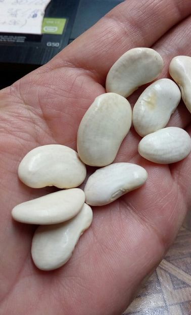  - ZZZ SEMINTE FASOLE - HABA PALLAR