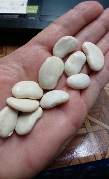  - ZZZ SEMINTE FASOLE - HABA PALLAR