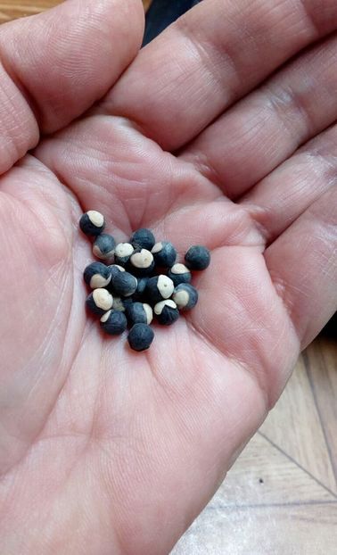  - SEMINTE PLANTA CU BALOANE - D 170 CARDIOSPERMUM HALICACABUM