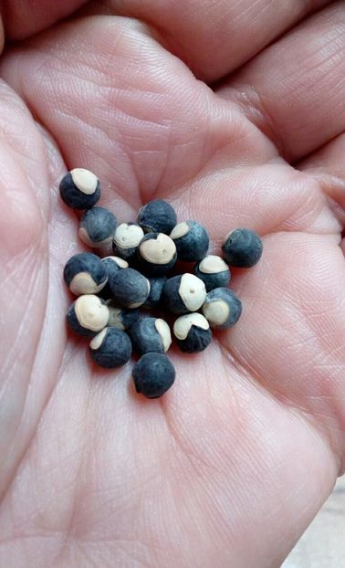  - SEMINTE PLANTA CU BALOANE - D 170 CARDIOSPERMUM HALICACABUM