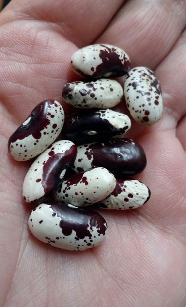  - ZZZ SEMINTE FASOLE - CANNELLINO ROSSO - ITALIA