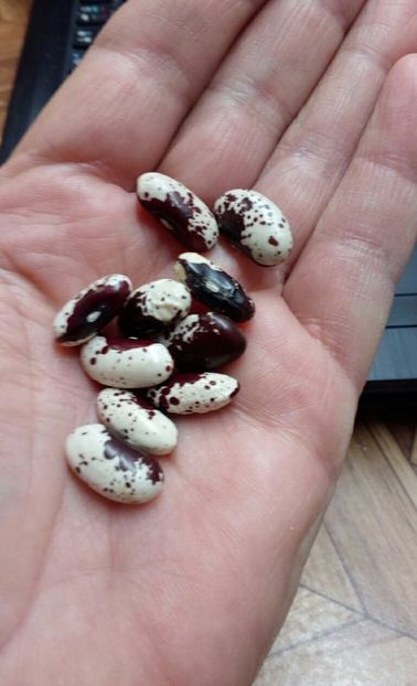  - ZZZ SEMINTE FASOLE - CANNELLINO ROSSO - ITALIA