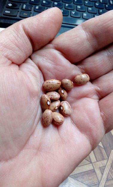  - ZZZ SEMINTE FASOLE - CIVORO REGINA