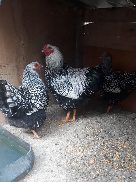  - Găini wyandotte argintiu