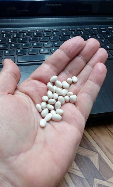  - ZZZ SEMINTE FASOLE - DEL PURGATORIO - ITALIA