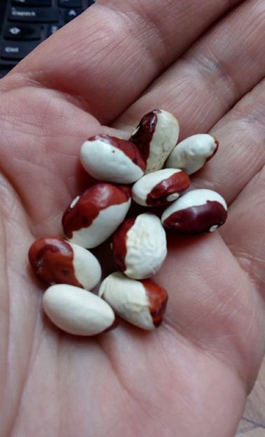  - ZZZ SEMINTE FASOLE - RED CALYPSO