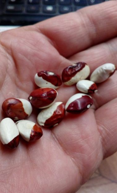  - ZZZ SEMINTE FASOLE - RED CALYPSO