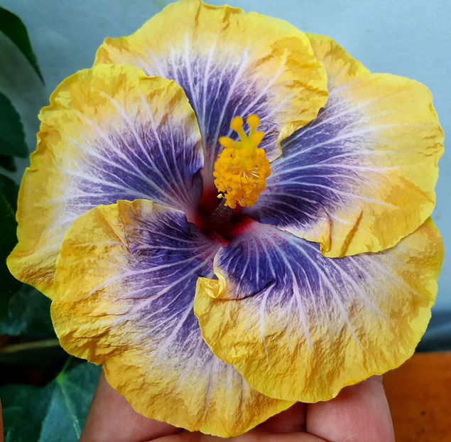  - RK Magical Evening