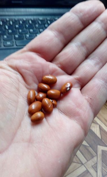  - ZZZ SEMINTE FASOLE - TABACCHINO