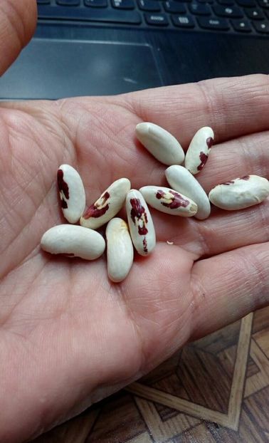  - ZZZ SEMINTE FASOLE - AQVILA ROSSA