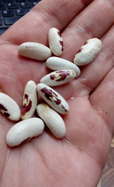  - ZZZ SEMINTE FASOLE - AQVILA ROSSA