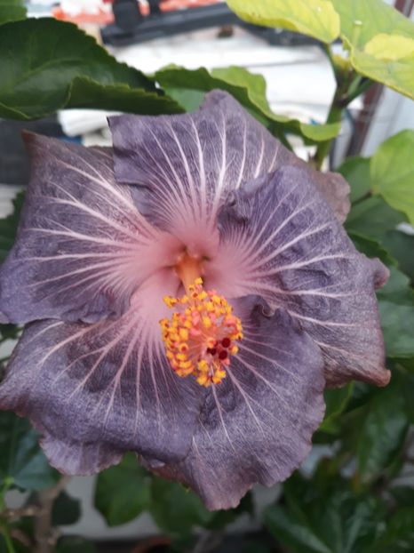  - 1 HIBISCUS 2020