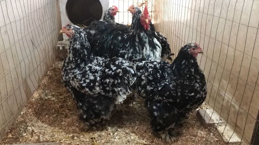 1D72EE4F-9E6B-4241-8F05-F39CC4BCBC95 - Cochin Urias bobat