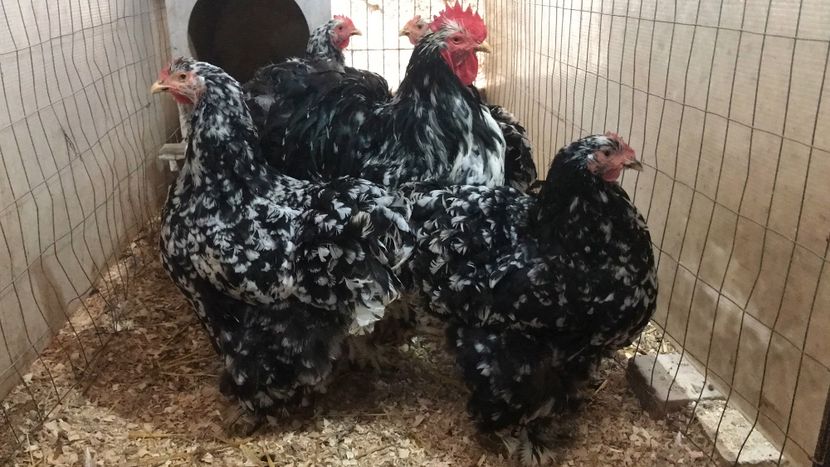 11402649-16C4-49C3-A174-255292228C41 - Cochin Urias bobat