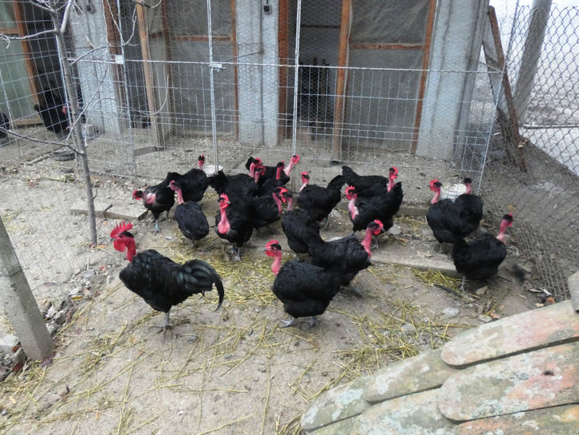 P1040825 - Matca 2020