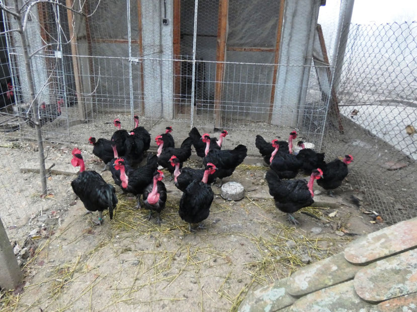 P1040827 - Matca 2020