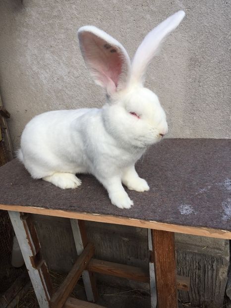 DC59E5F4-8FB5-40CE-BFDB-A78A08BAD8EC - RO 8-398