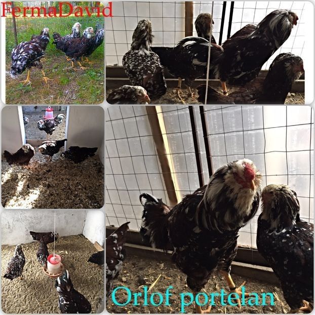 108489620_UVWCQOZ3 (1) - Oua pentru incubație 2020