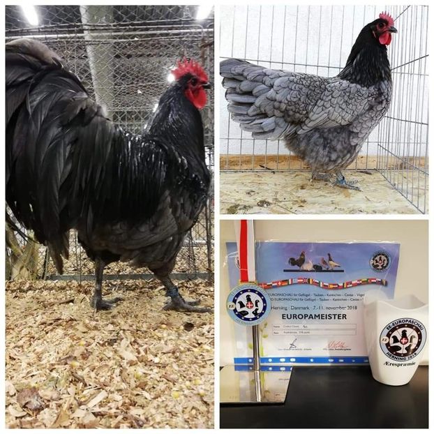  - Oua pentru incubație 2020