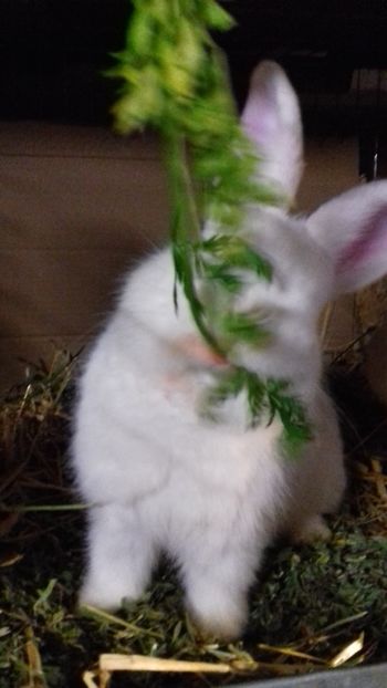  - Neozeelandez 3 luni