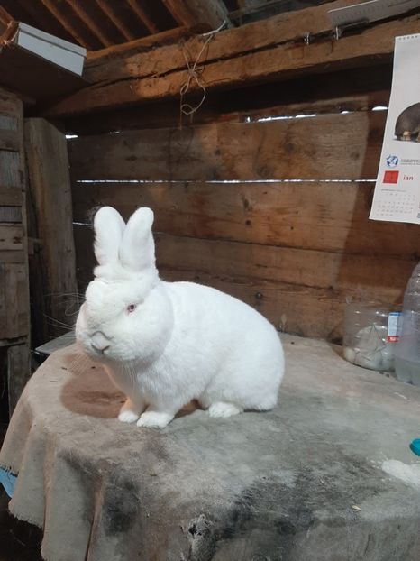  - TINERET NEO ALB 2019