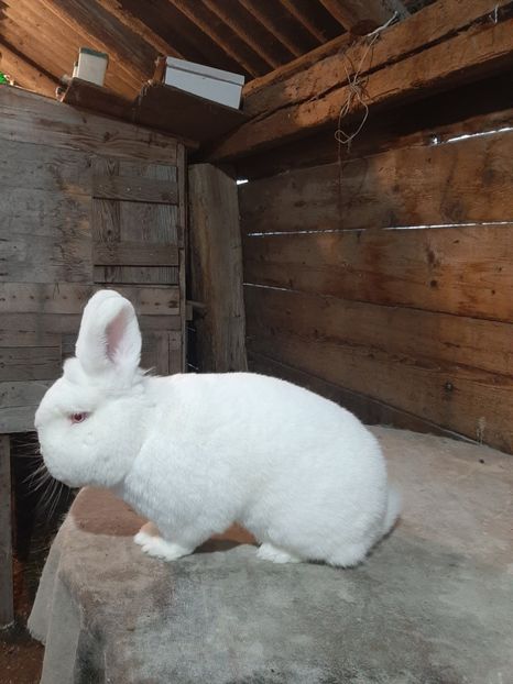  - TINERET NEO ALB 2019