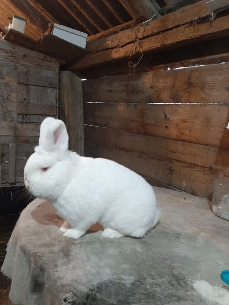  - TINERET NEO ALB 2019