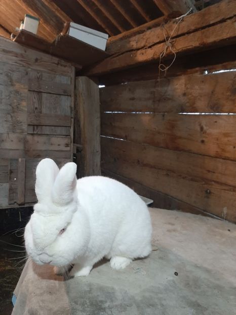  - TINERET NEO ALB 2019