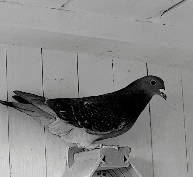  - porumbei - matca de vanzare!