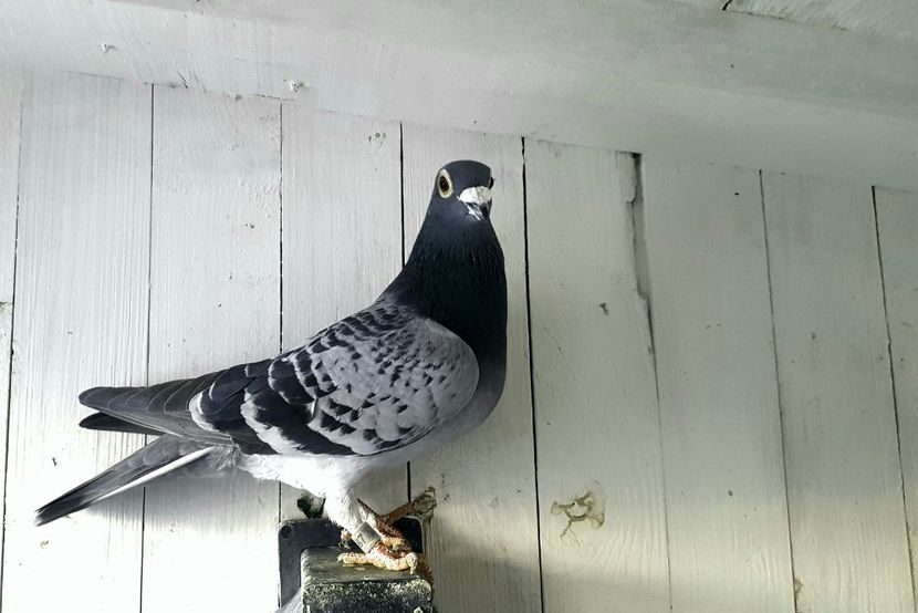  - porumbei - matca de vanzare!