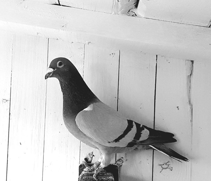  - porumbei - matca de vanzare!