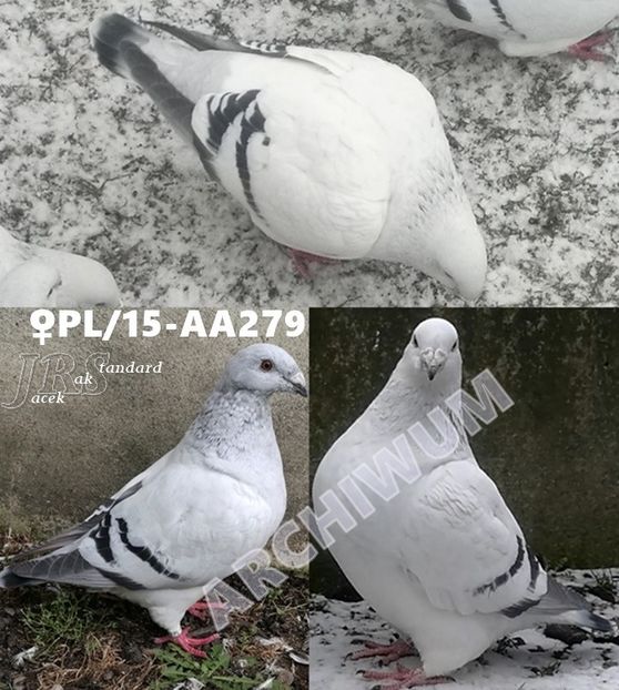  - a- SAMICZKI -Females