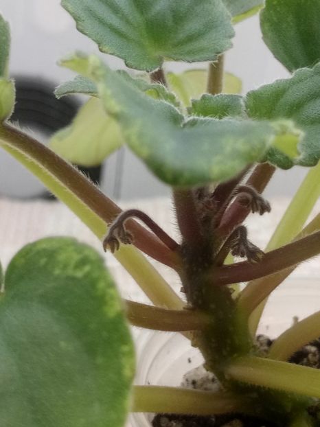 2 ian - Ajohn s Raquel