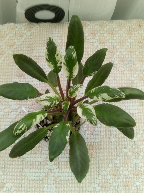 2 ian - Senk s Azalea Trail